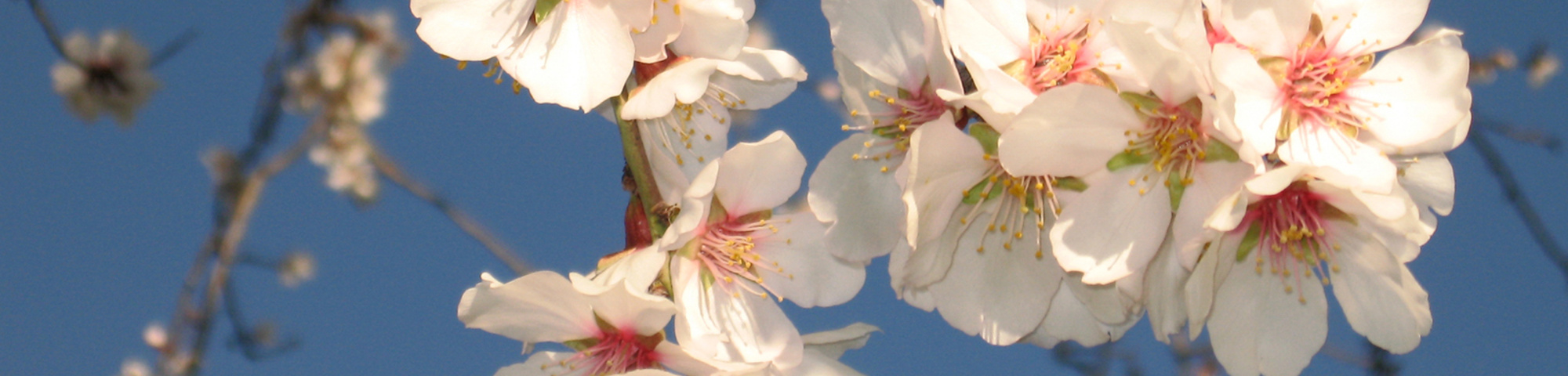 Prunus dulcis