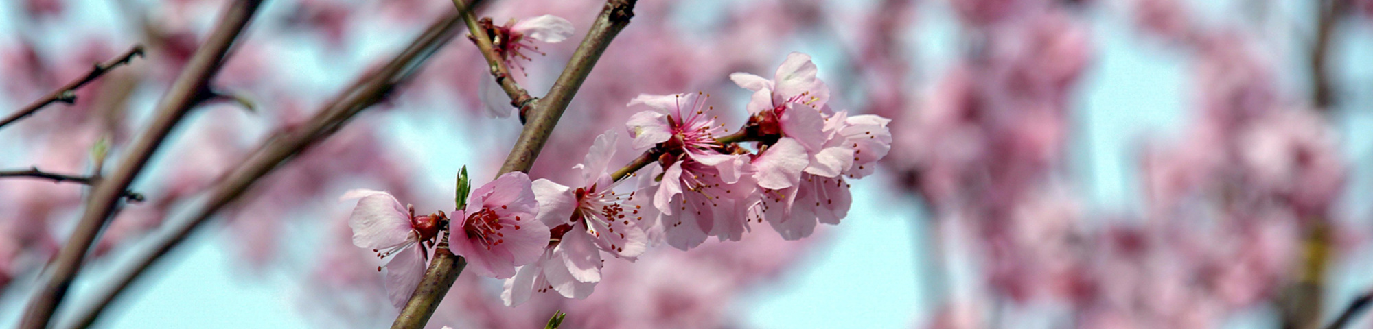 Prunus dulcis 'Robijn'