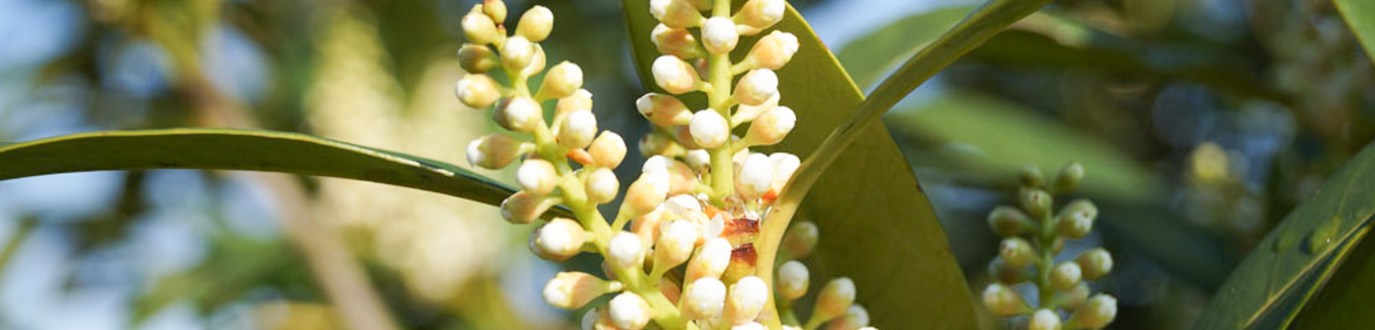 Prunus laurocerasus 'Herbergii'