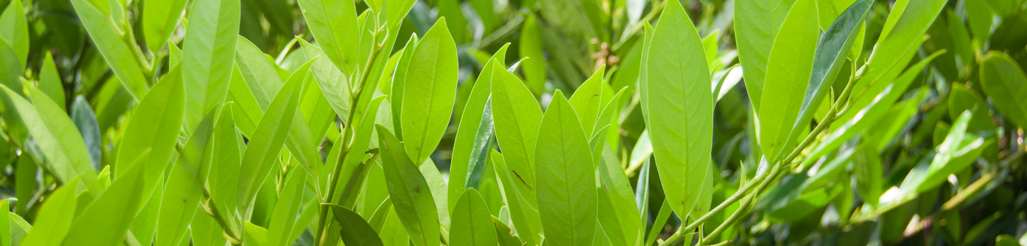 Prunus laurocerasus 'Otto Luyken'
