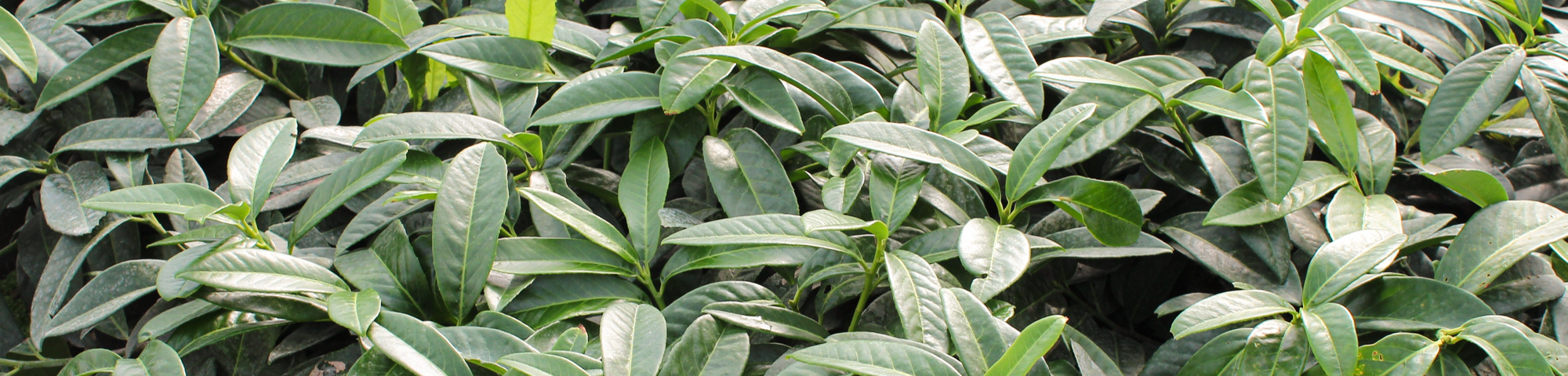 Prunus laurocerasus 'Polster'