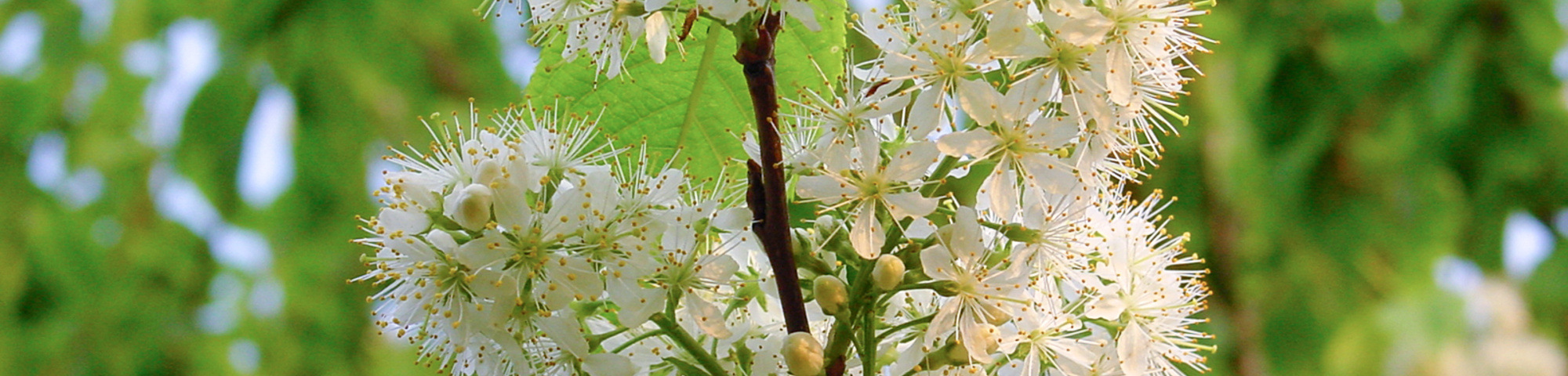 Prunus maackii