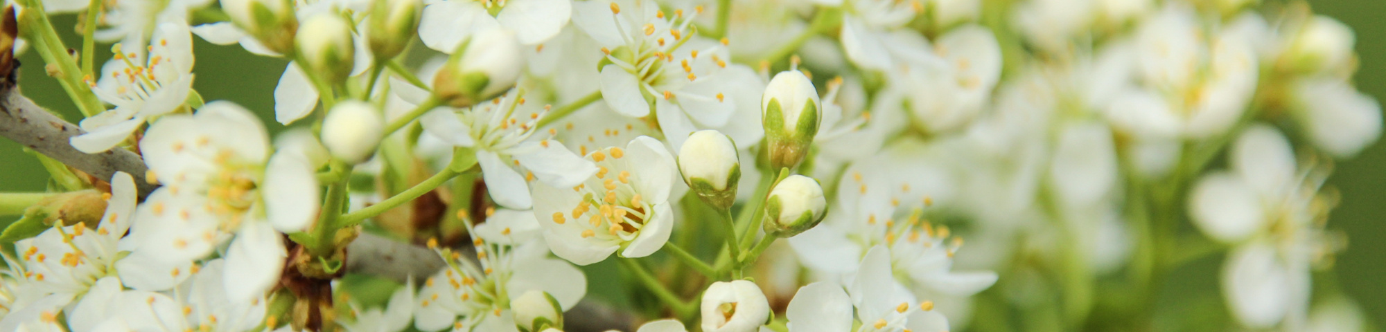 Prunus mahaleb