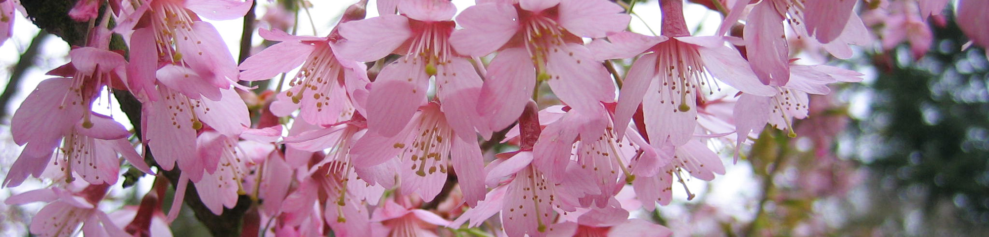 Prunus 'Okame'