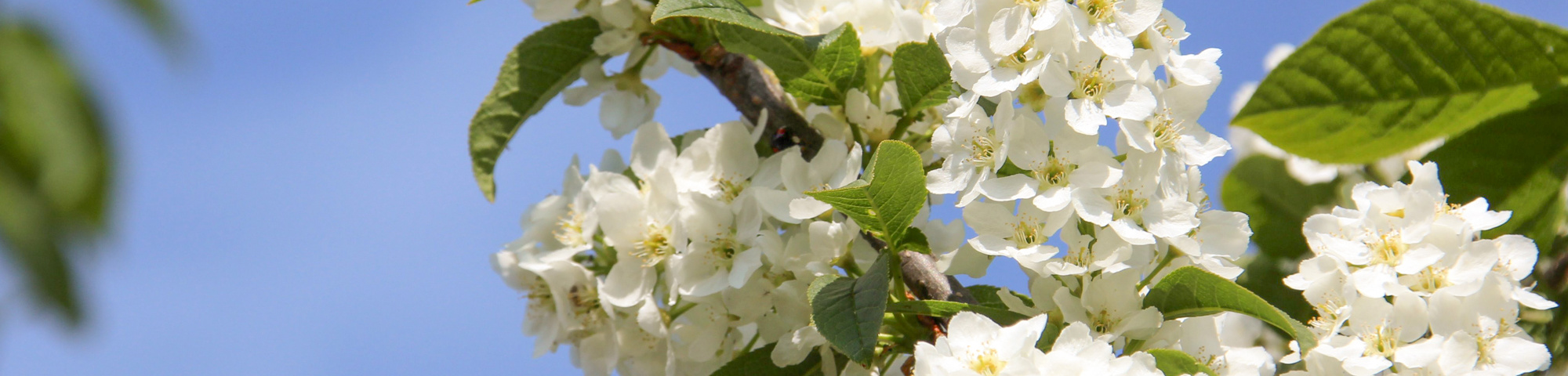 Prunus padus 'Albertii'