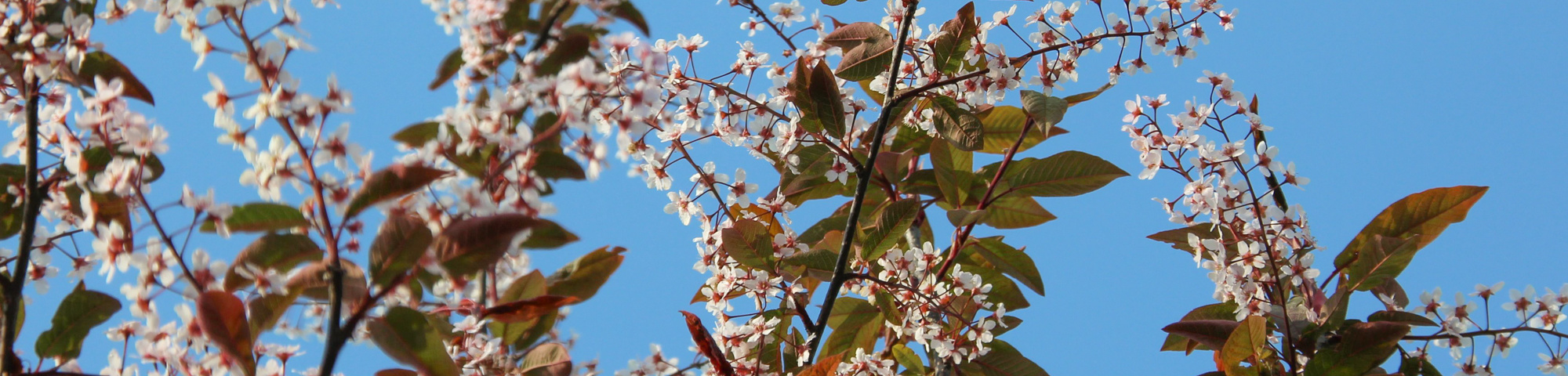 Prunus padus 'Colorata'