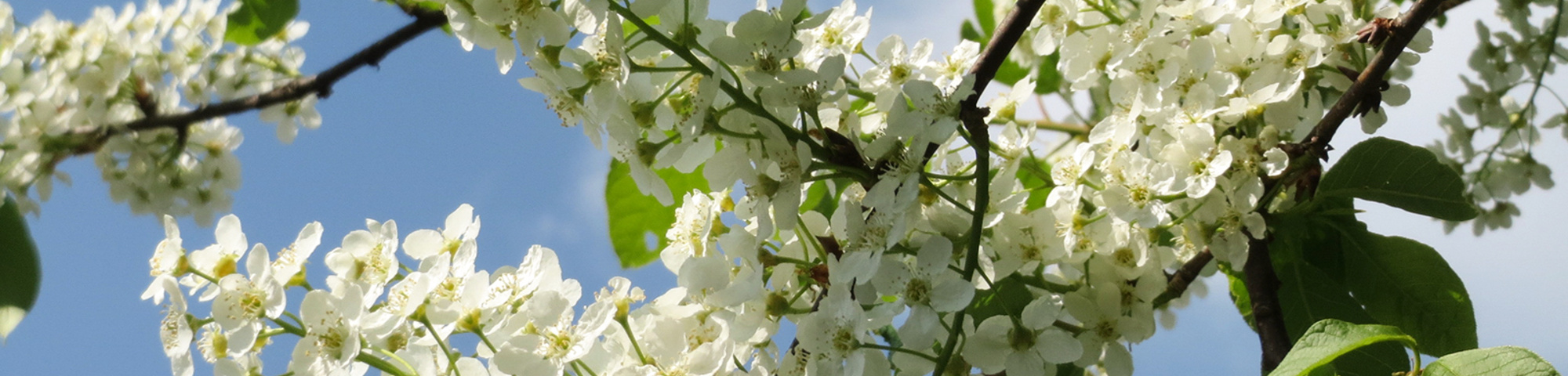 Prunus padus