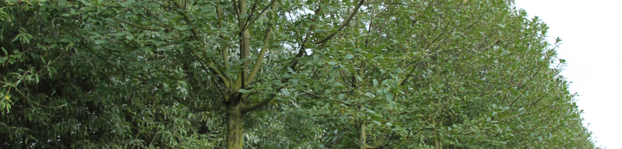 Prunus padus 'Nana'