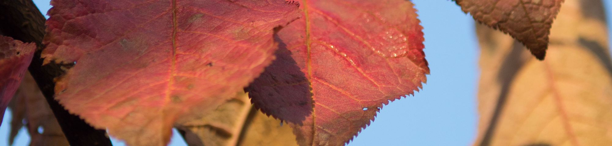 Prunus padus 'Tiefurt'