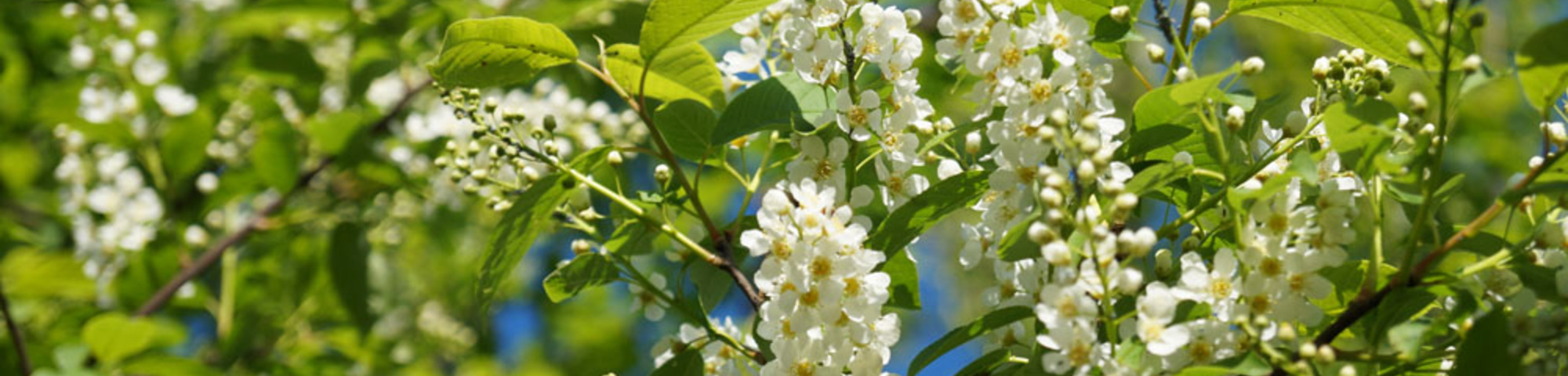 Prunus padus 'Watereri'