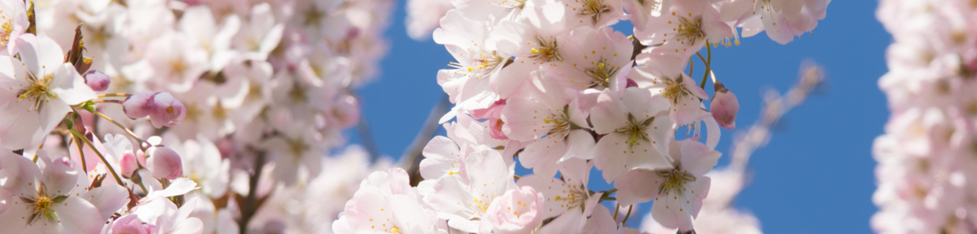Prunus 'Pandora'