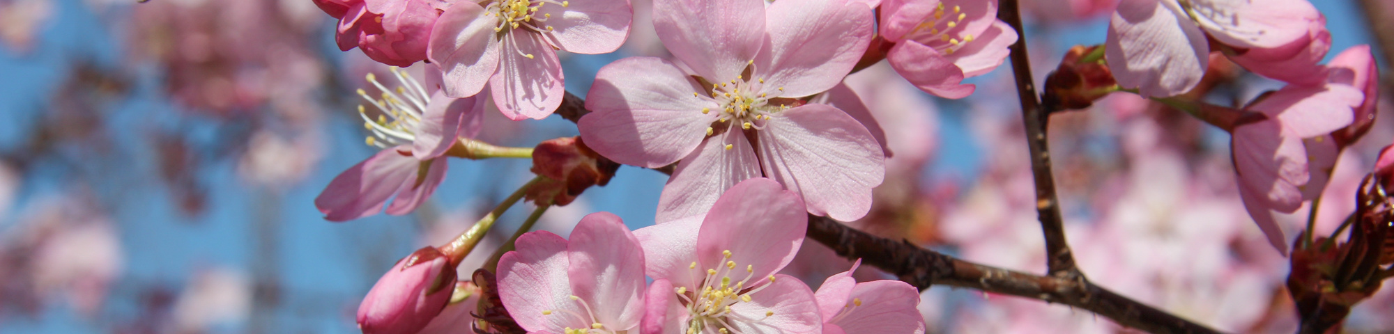 Prunus sargentii 'Charles Sargent'