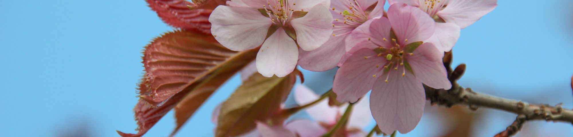 Prunus sargentii