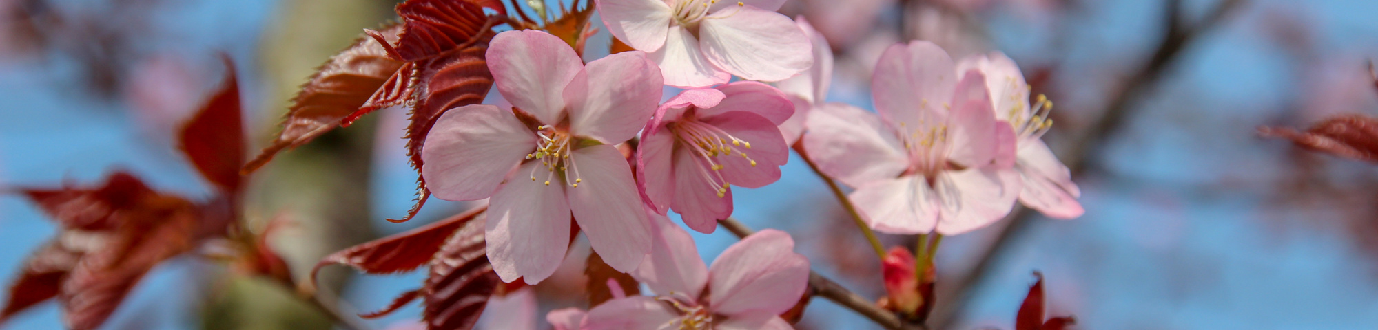 Prunus sargentii 'Rancho'