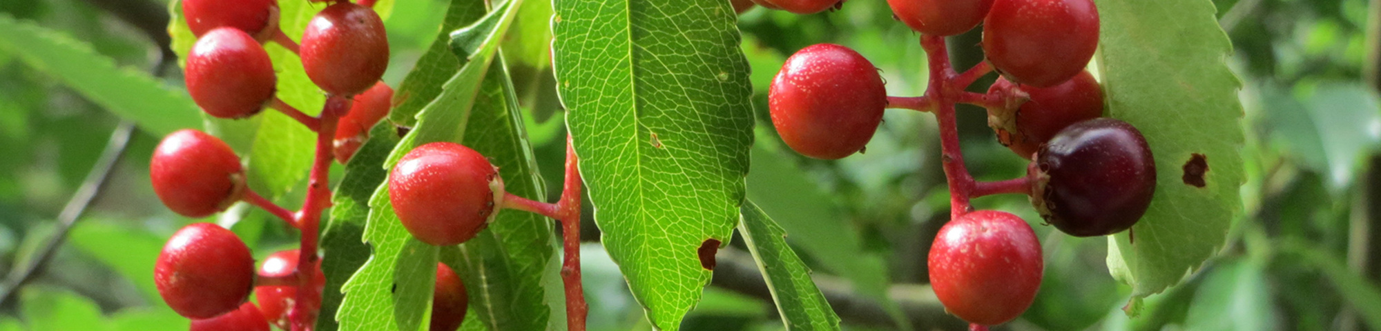 Prunus serotina