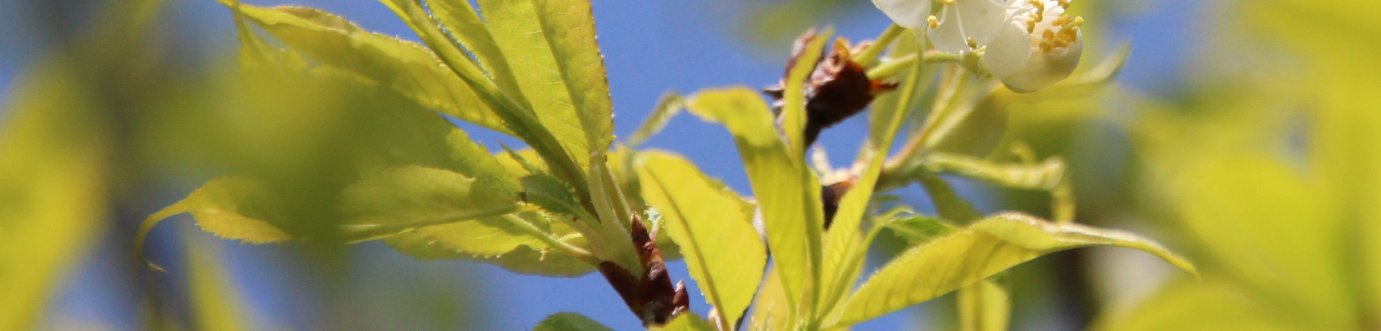 Prunus serrula