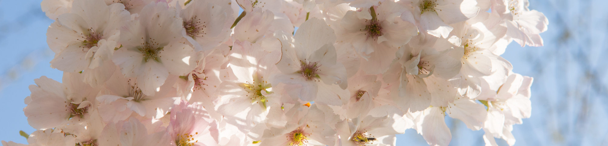 Prunus serrulata 'Amanogawa'