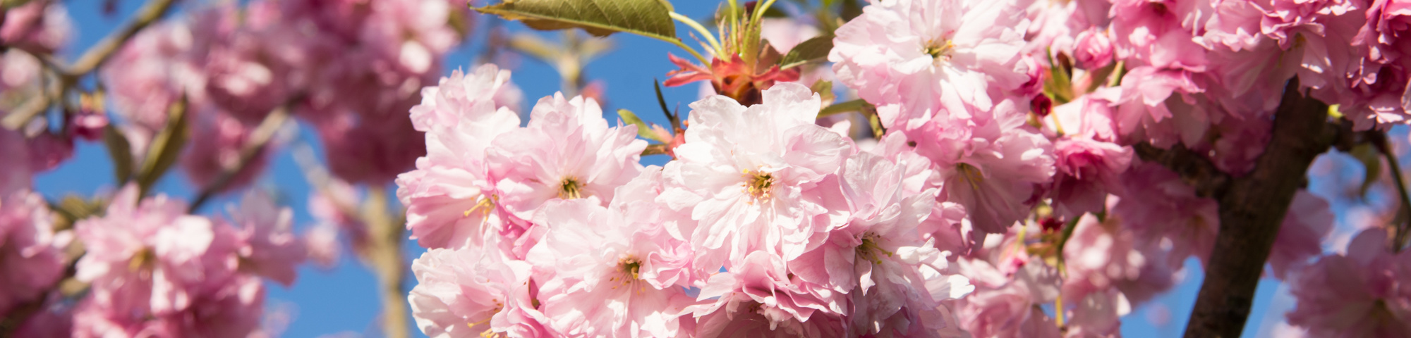 Prunus serrulata