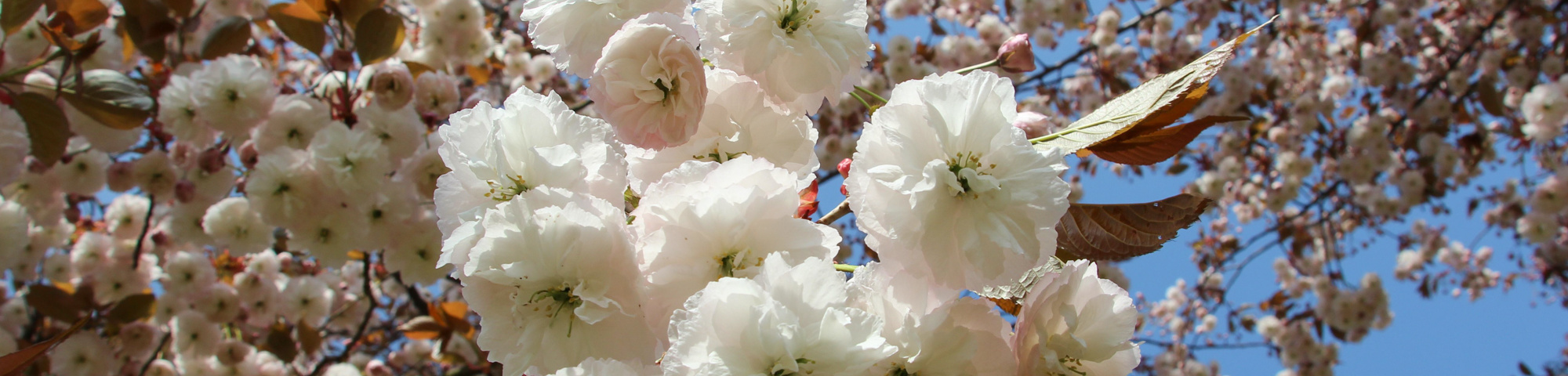 Prunus serrulata 'Fugenzo'