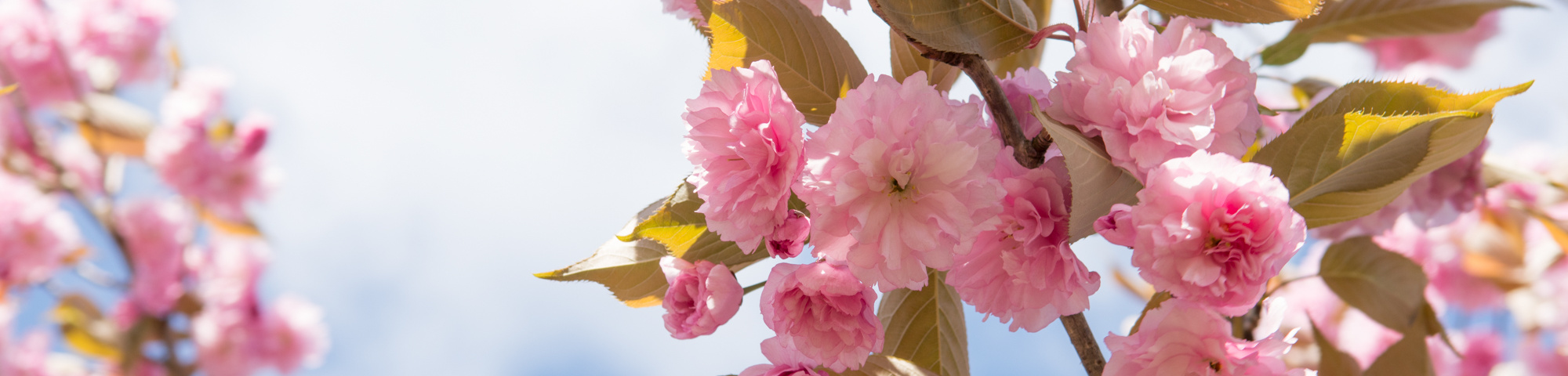 Prunus serrulata 'Kanzan'