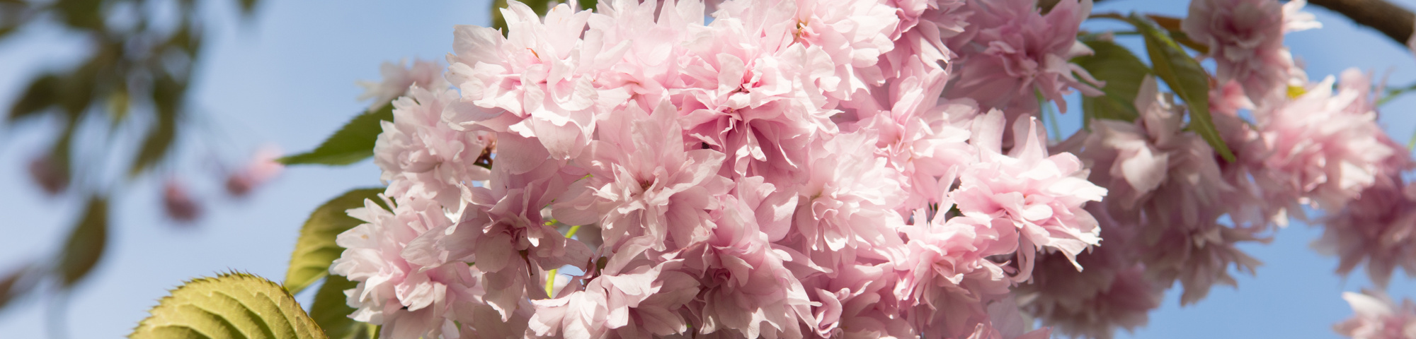 Prunus serrulata 'Kiku-shidare-zakura'