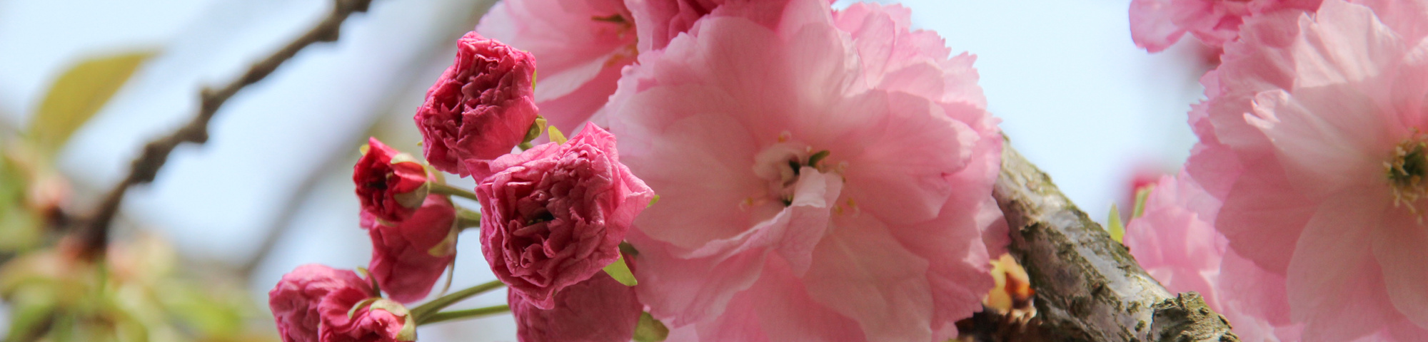Prunus serrulata 'Pink Perfection'
