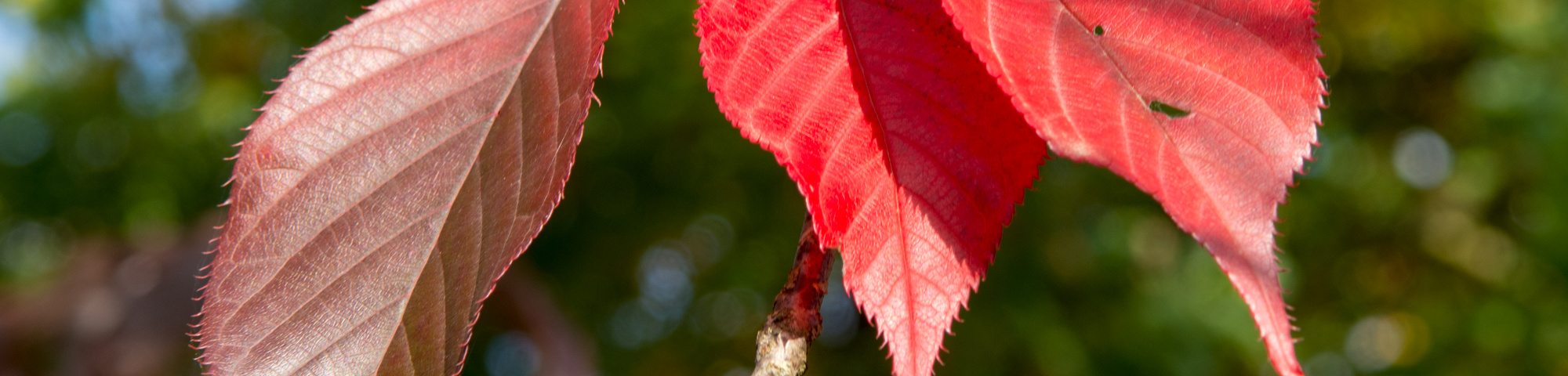 Prunus serrulata 'Royal Burgundy'