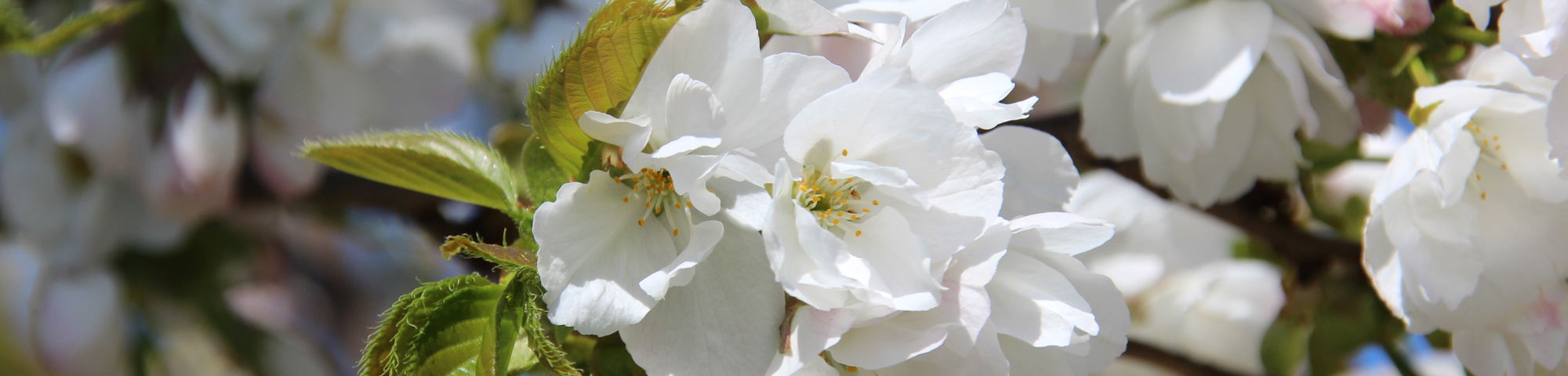 Prunus serrulata 'Shirotae'