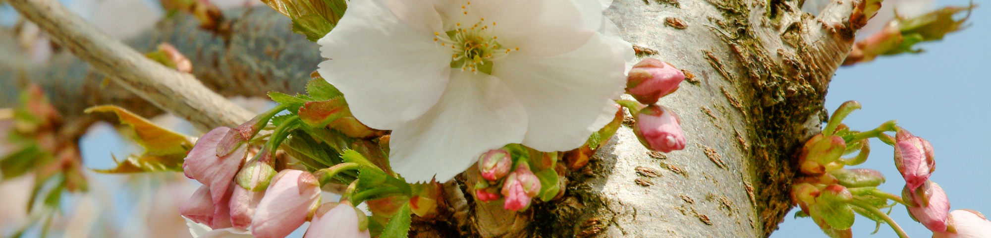 Prunus serrulata 'Sunset Boulevard'