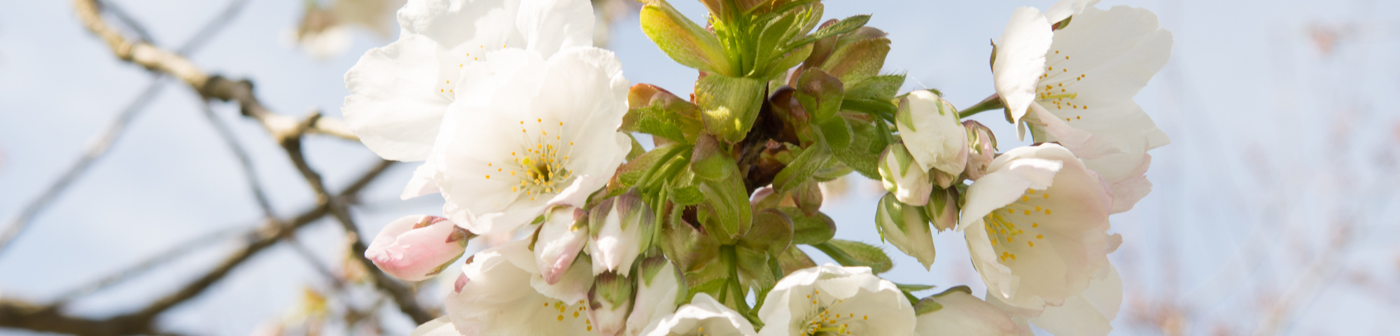 Prunus serrulata 'Taihaku'