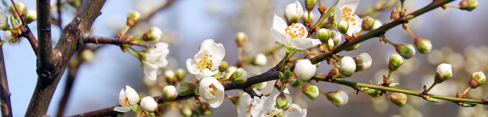 Prunus spinosa