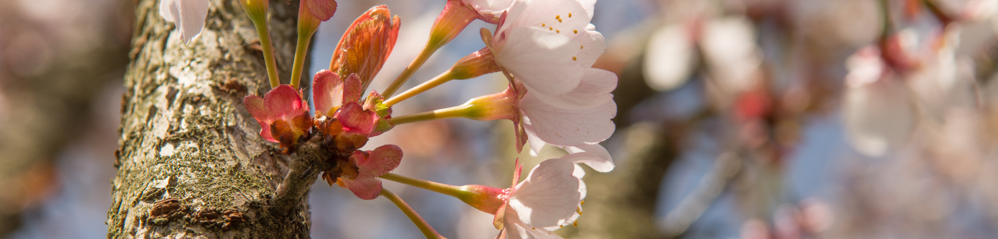 Prunus 'Spire'