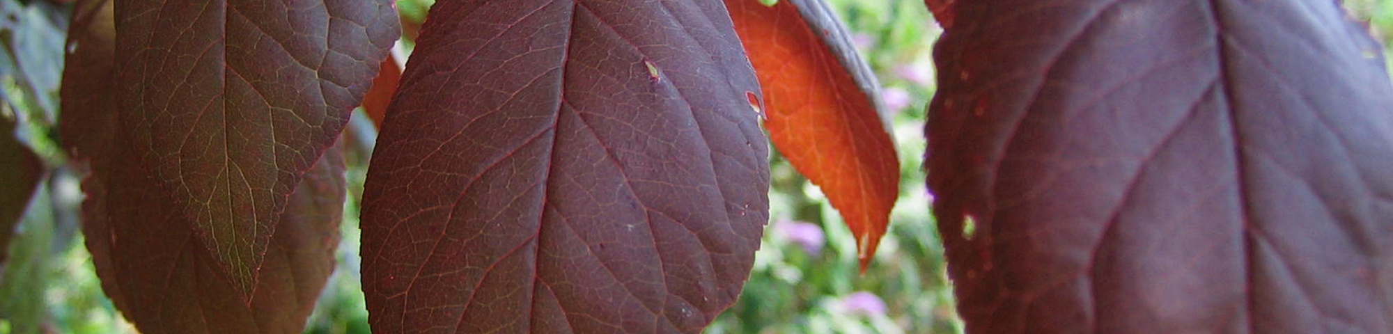 Prunus 'Trailblazer'