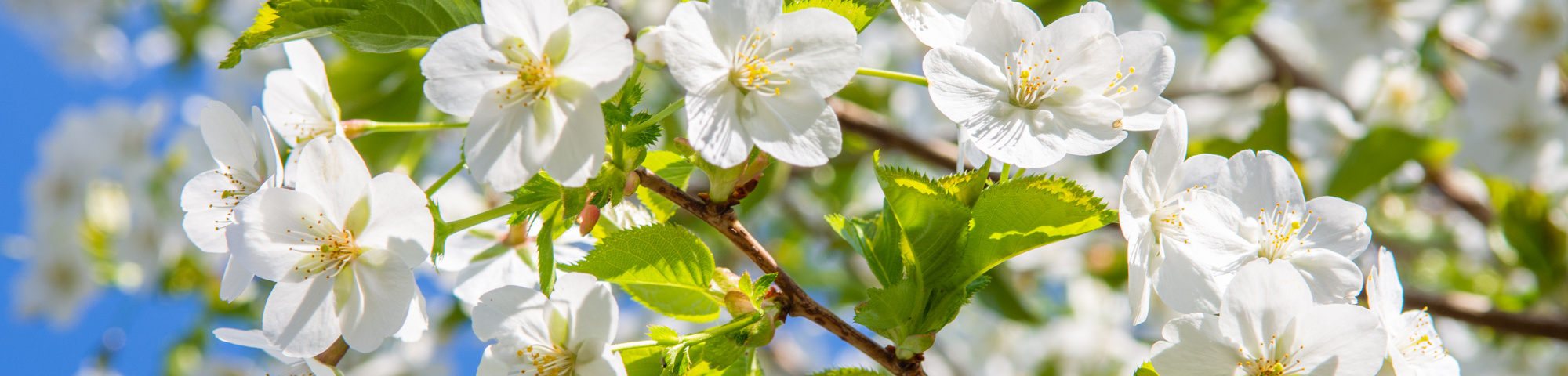 Prunus 'Umineko'
