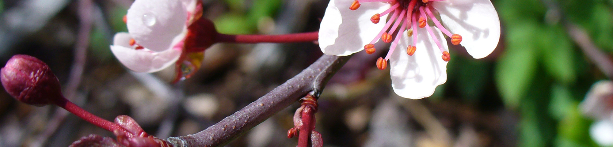 Prunus x cistena