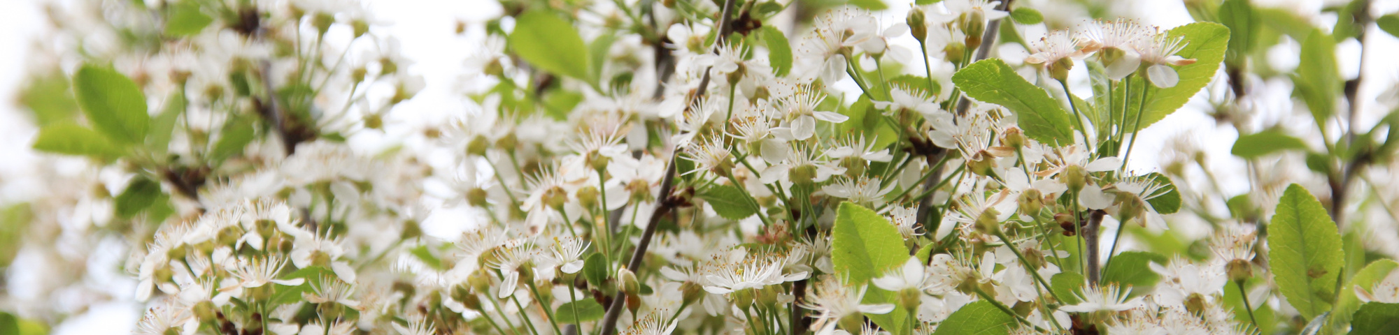 Prunus x eminens 'Umbraculifera'