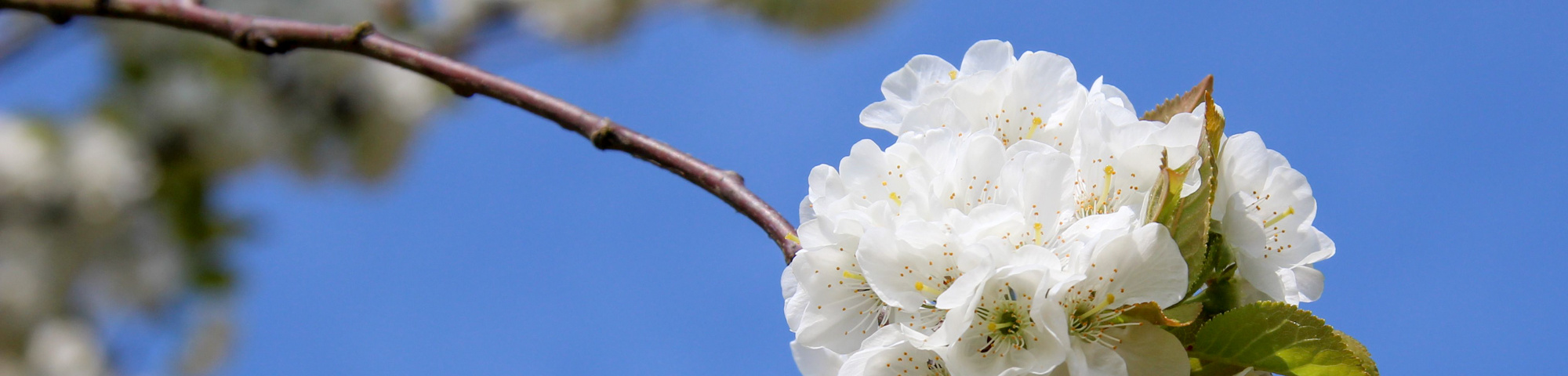 Prunus x gondouinii 'Schnee'