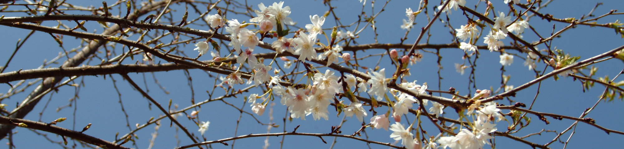 Prunus x subhirtella 'Autumnalis'