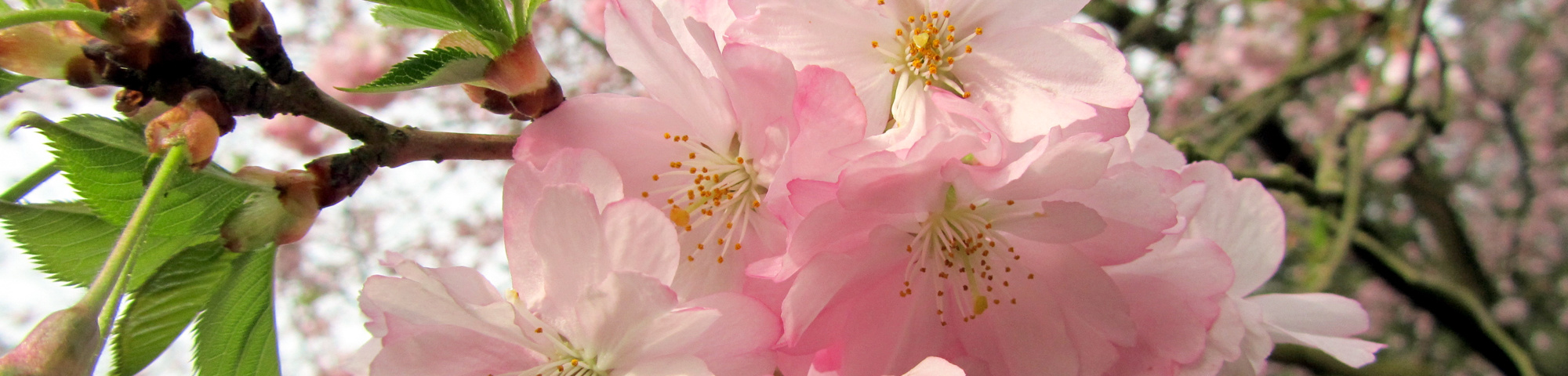 Prunus x subhirtella 'Autumnalis Rosea'