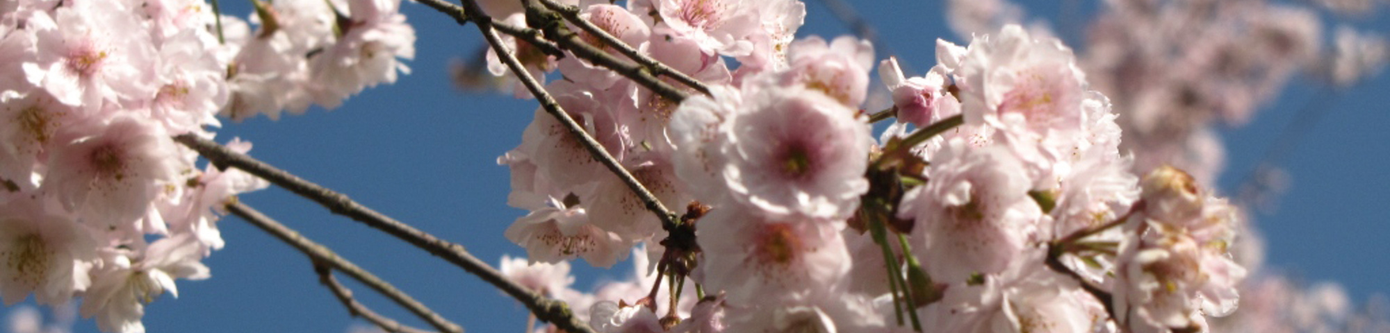 Prunus x subhirtella 'Dahlem'