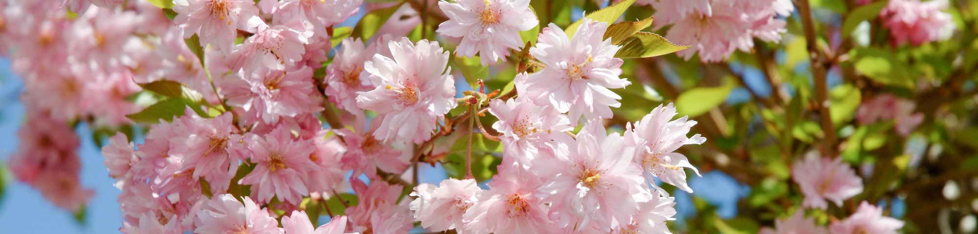 Prunus x subhirtella 'Fukubana'