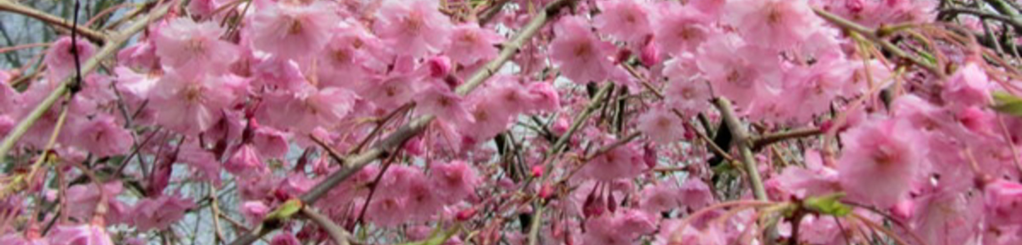Prunus x subhirtella 'Pendula Plena Rosea'