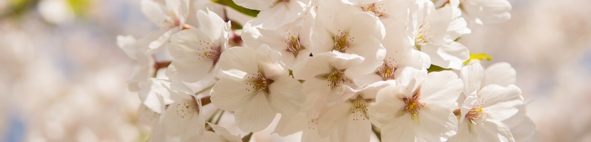 Prunus x yedoensis