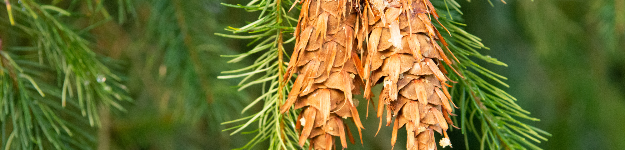Pseudotsuga menziesii