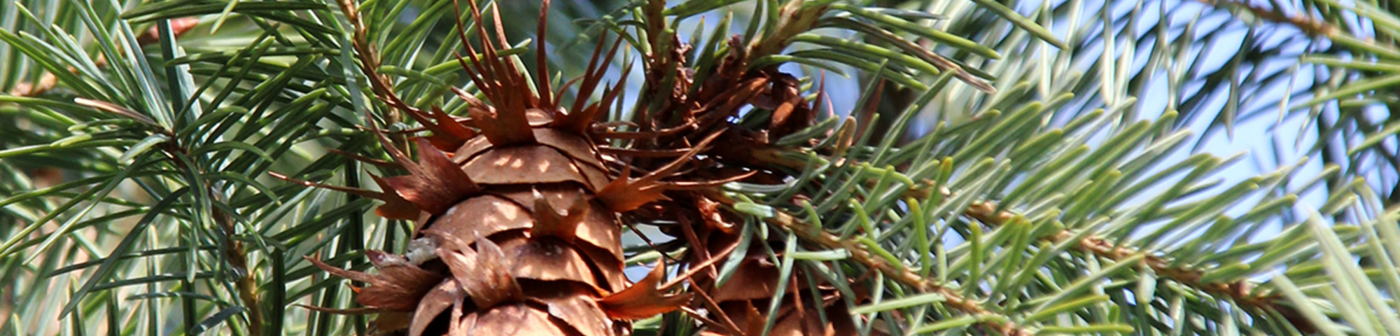 Pseudotsuga menziesii var. glauca