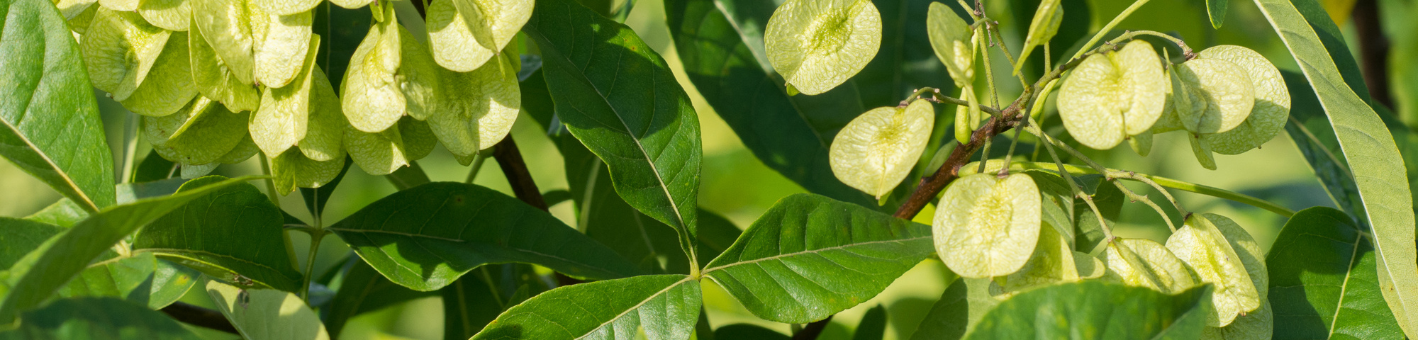 Ptelea trifoliata 'Aurea'