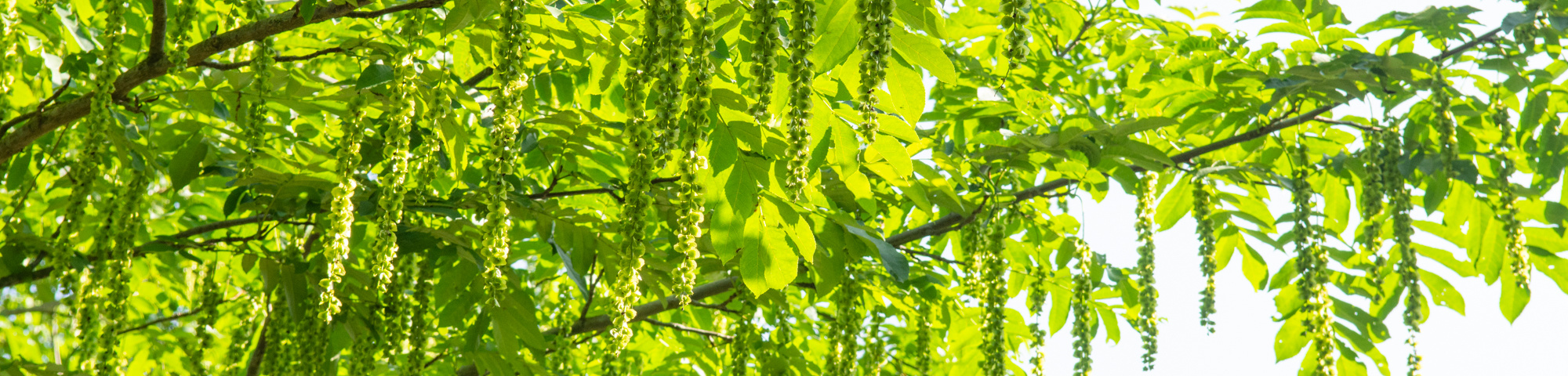 Pterocarya fraxinifolia