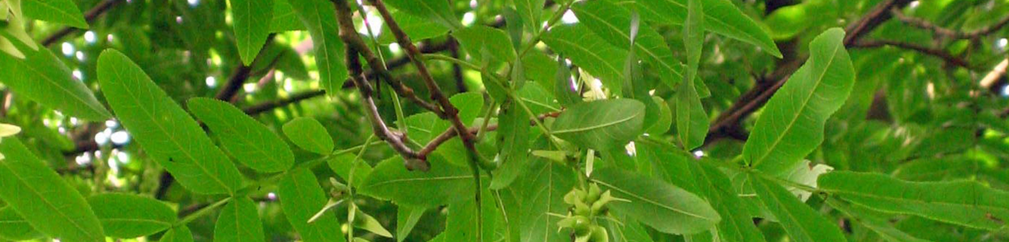 Pterocarya rhoifolia