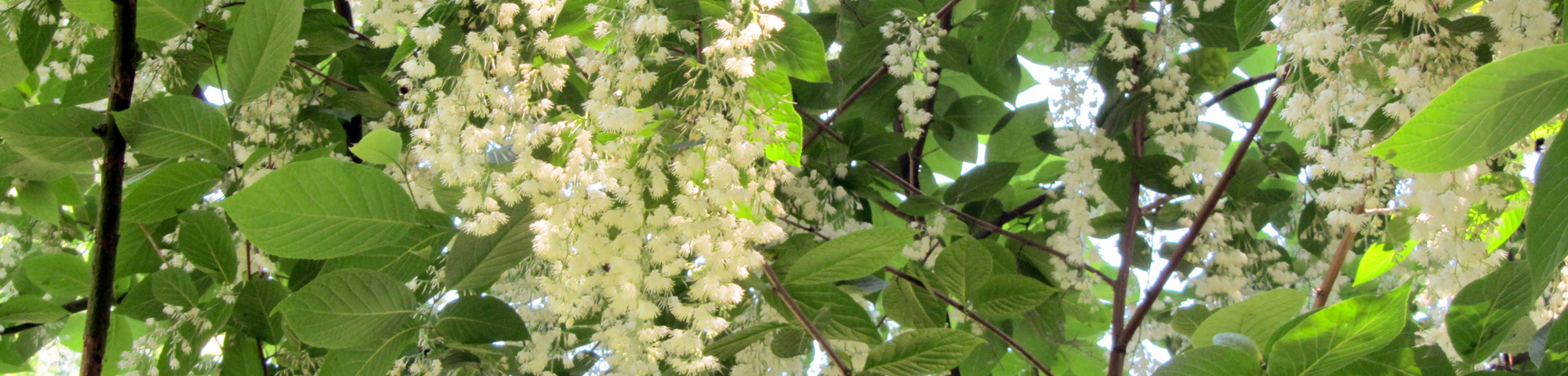 Pterostyrax hispida