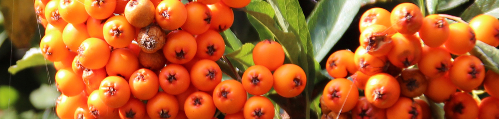 Pyracantha coccinea 'Red Cushion'